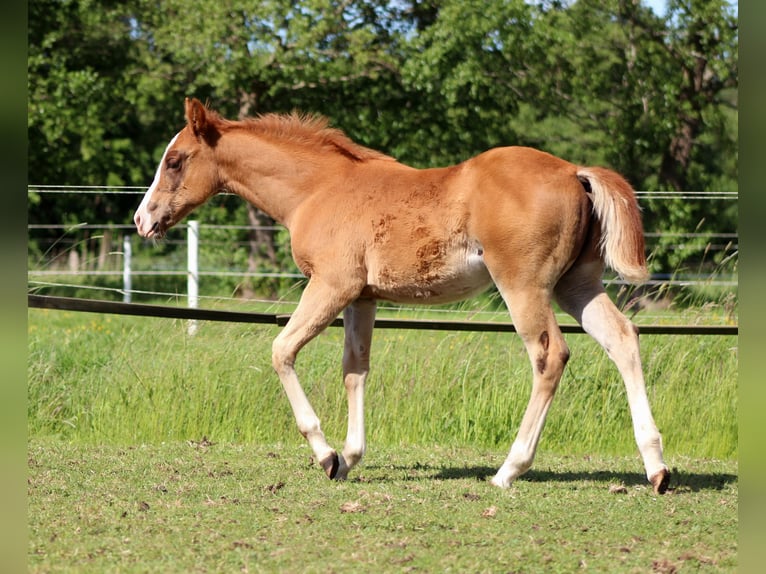 American Quarter Horse Stute Fohlen (03/2026) 150 cm Fuchs in Stade