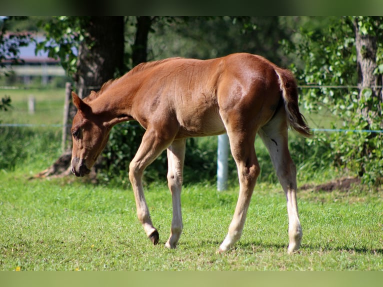 American Quarter Horse Stute Fohlen (04/2026) 150 cm Fuchs in Stade