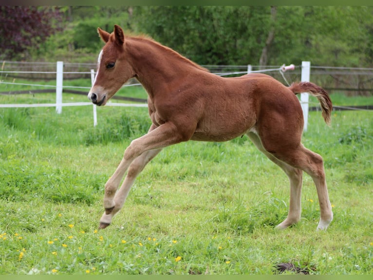 American Quarter Horse Stute Fohlen (04/2026) 150 cm Fuchs in Stade
