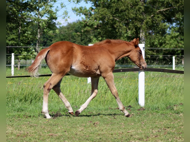 American Quarter Horse Stute Fohlen (03/2026) 150 cm Fuchs in Stade