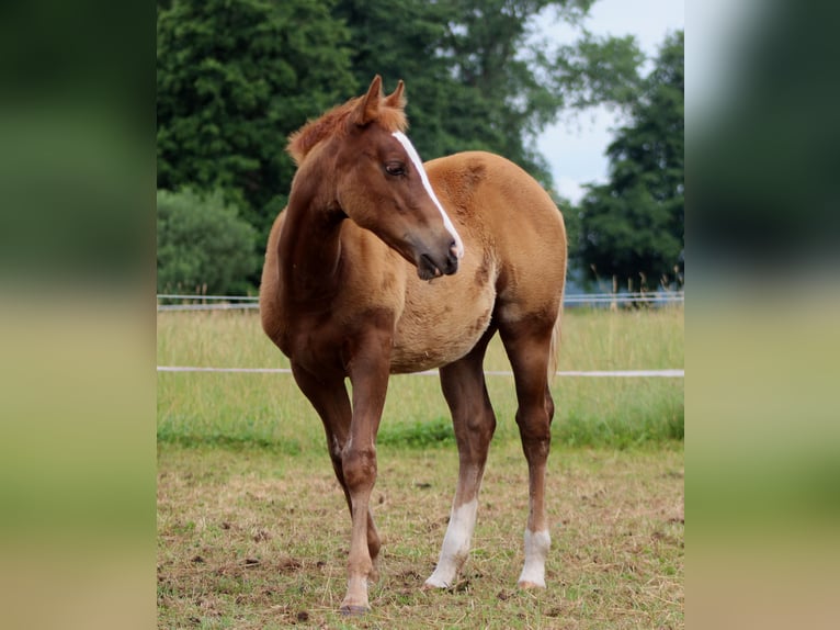American Quarter Horse Stute Fohlen (03/2026) 150 cm Fuchs in Stade