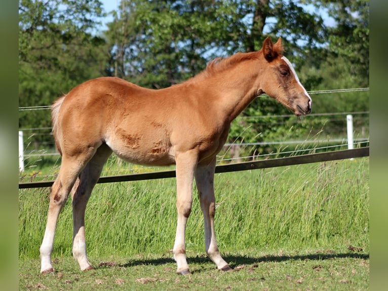 American Quarter Horse Stute Fohlen (03/2026) 150 cm Fuchs in Stade