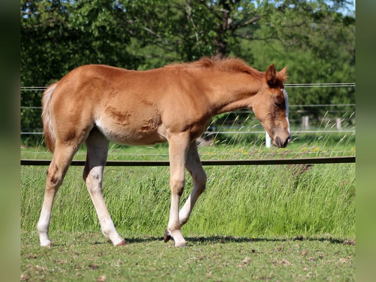 American Quarter Horse Stute Fohlen (03/2026) 150 cm Fuchs in Stade