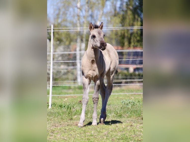 American Quarter Horse Stute Fohlen (01/2026) 150 cm Grullo in HohendubrauQuitzdorf am See