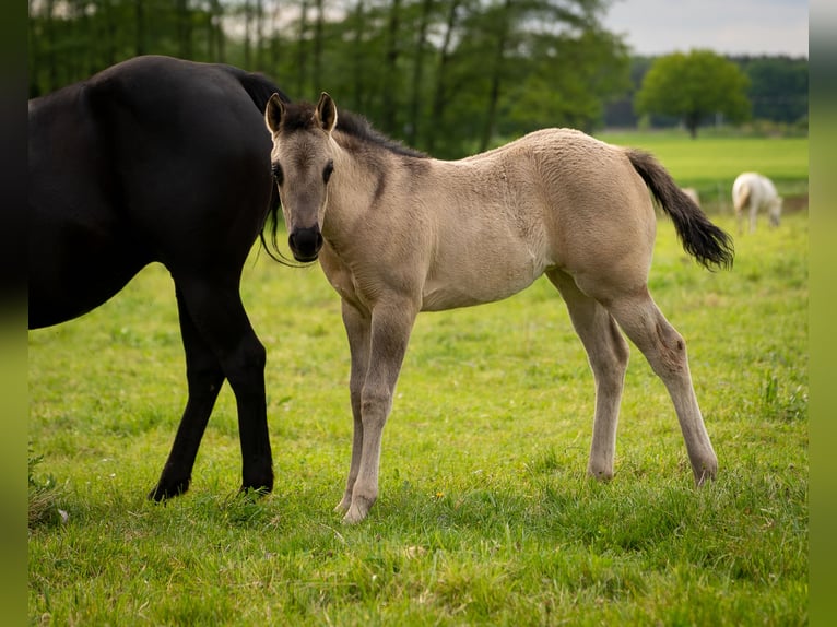 American Quarter Horse Stute Fohlen (01/2026) 150 cm Grullo in HohendubrauQuitzdorf am See