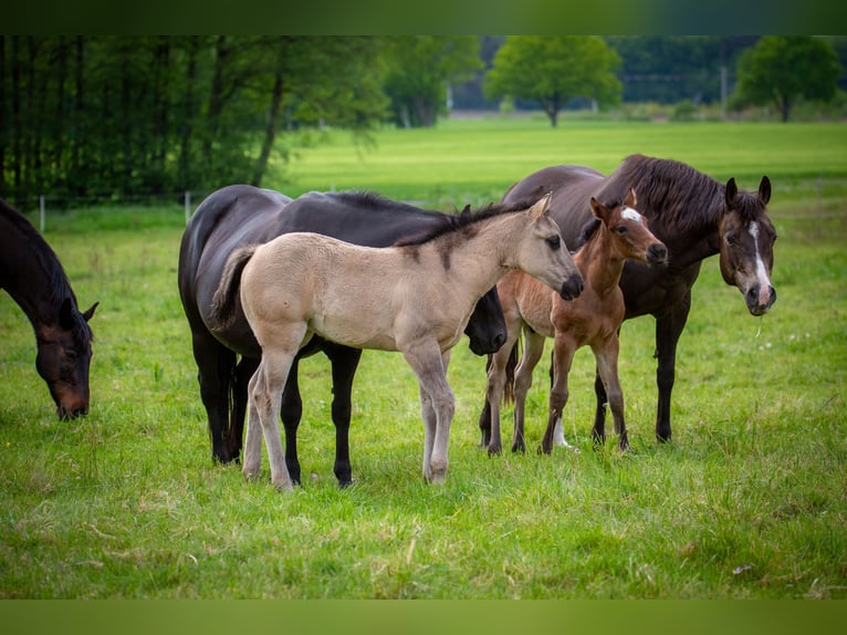American Quarter Horse Stute Fohlen (01/2026) 150 cm Grullo in HohendubrauQuitzdorf am See