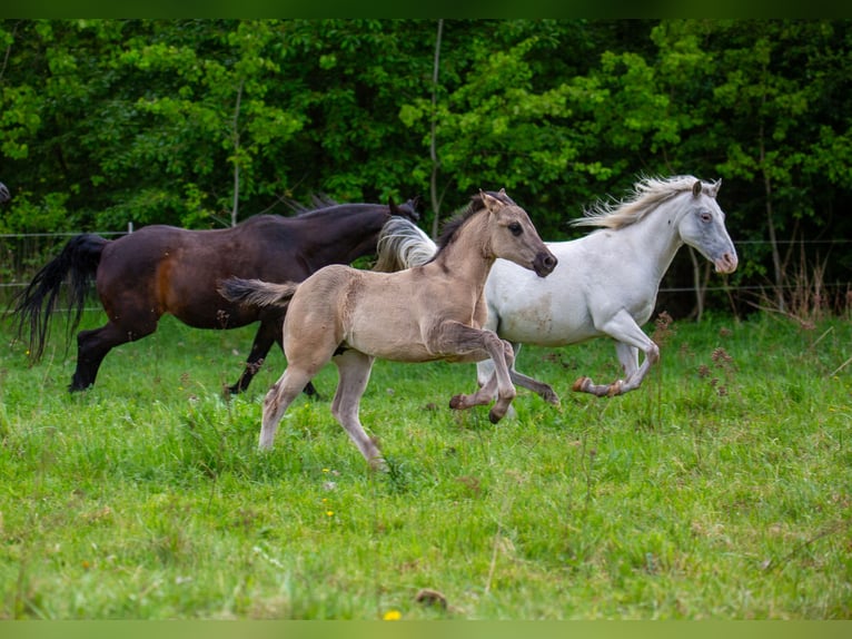 American Quarter Horse Stute Fohlen (01/2026) 150 cm Grullo in HohendubrauQuitzdorf am See