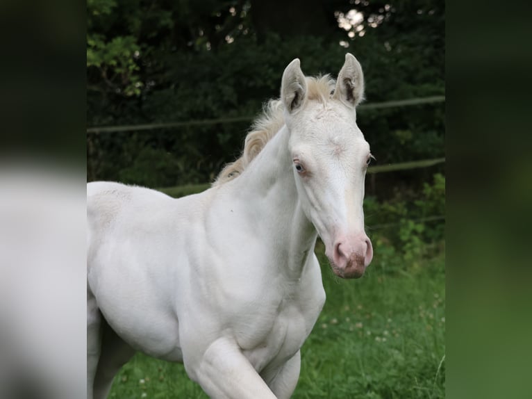 American Quarter Horse Stute Fohlen (06/2025) 150 cm Grullo in Alt Duvenstedt