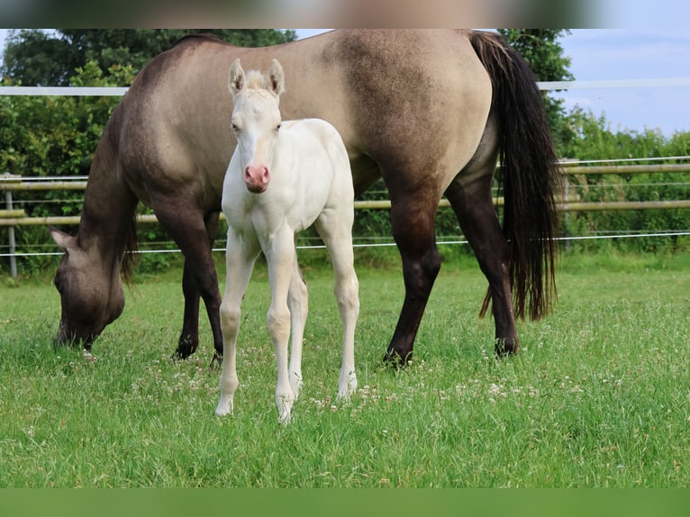 American Quarter Horse Stute Fohlen (06/2025) 150 cm Grullo in Alt Duvenstedt