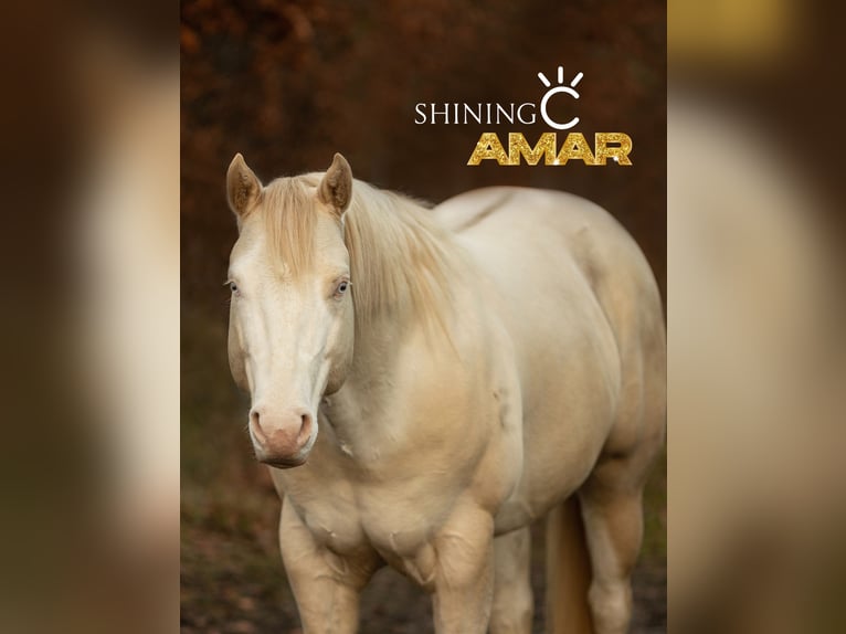 American Quarter Horse Stute Fohlen (06/2025) 150 cm Grullo in Alt Duvenstedt