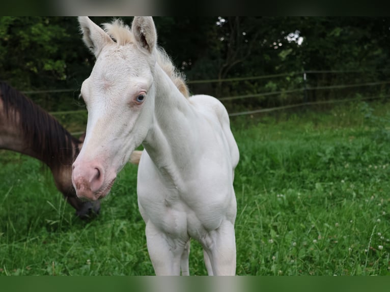 American Quarter Horse Stute Fohlen (06/2025) 150 cm Grullo in Alt Duvenstedt