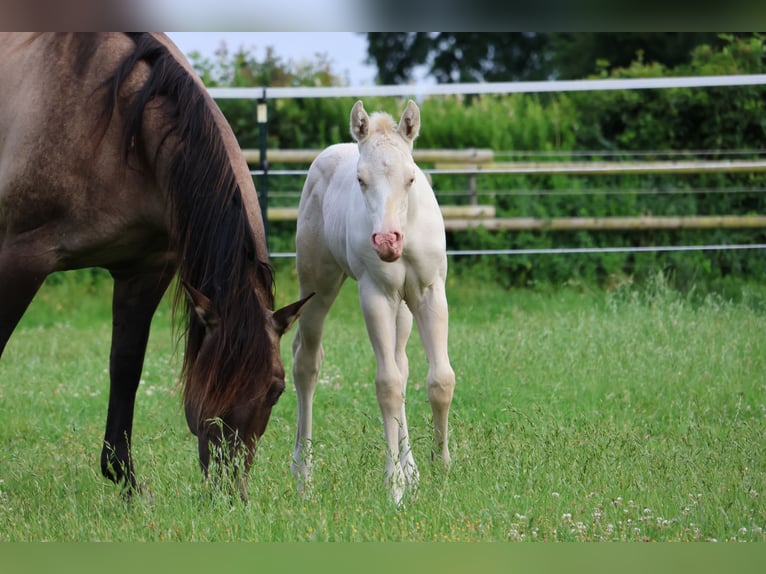 American Quarter Horse Stute Fohlen (06/2025) 150 cm Grullo in Alt Duvenstedt