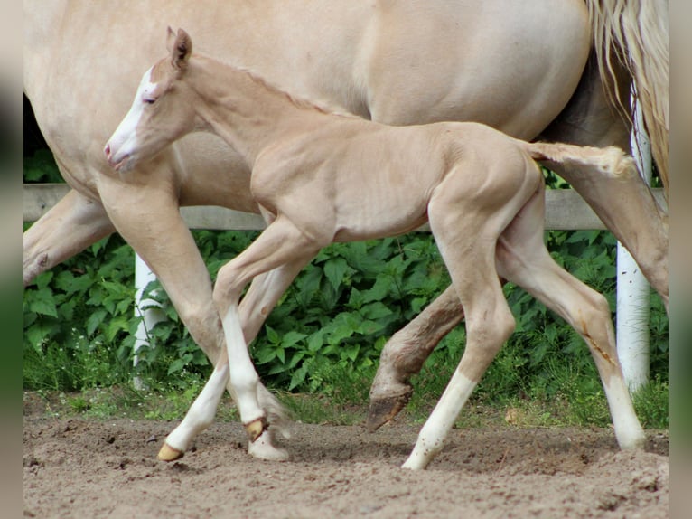 American Quarter Horse Stute Fohlen (05/2026) 150 cm Palomino in Stade