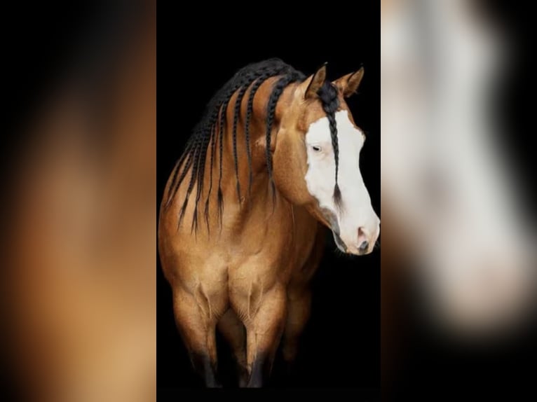 American Quarter Horse Stute Fohlen (05/2026) 150 cm Red Dun in Wietmarschen