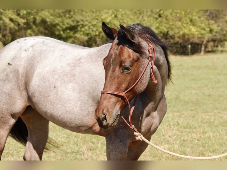 American Quarter Horse Stute Fohlen (06/2025) 150 cm Roan-Bay in Mount Vernon