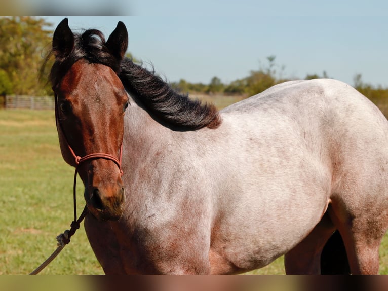 American Quarter Horse Stute Fohlen (06/2025) 150 cm Roan-Bay in Mount Vernon