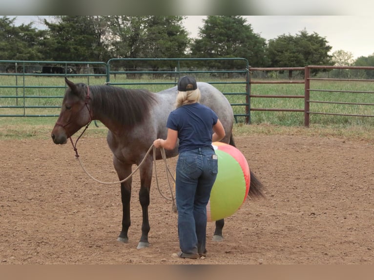 American Quarter Horse Stute Fohlen (06/2025) 150 cm Roan-Bay in Mount Vernon