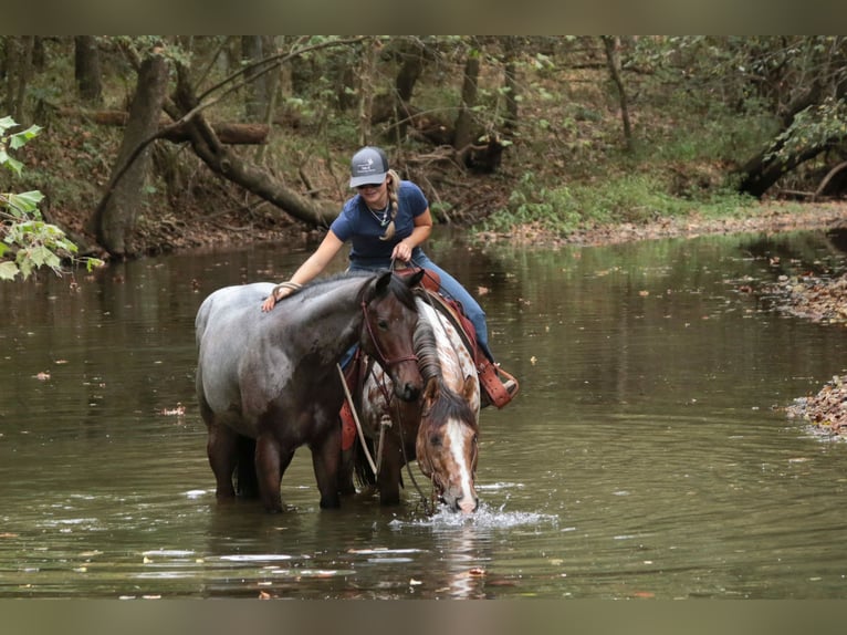 American Quarter Horse Stute Fohlen (06/2025) 150 cm Roan-Bay in Mount Vernon