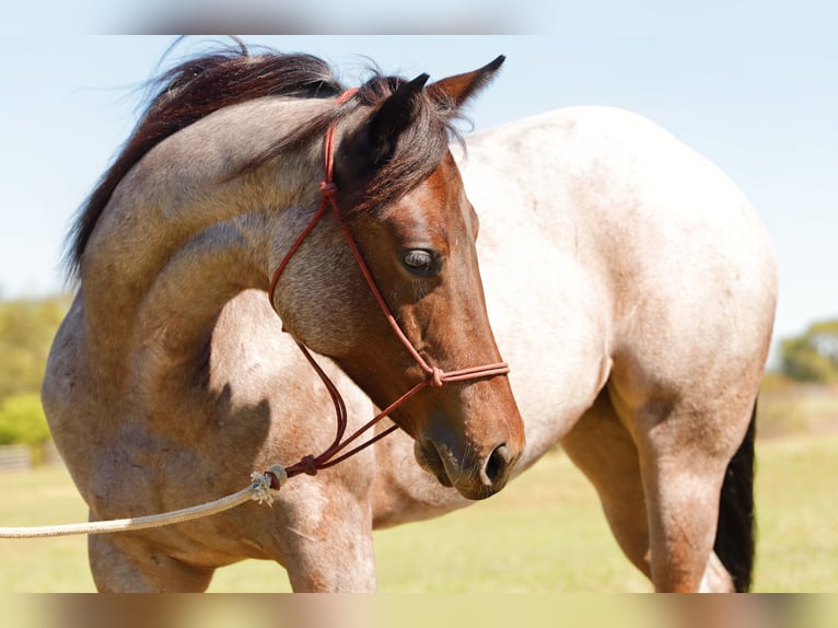 American Quarter Horse Stute Fohlen (06/2025) 150 cm Roan-Bay in Mount Vernon