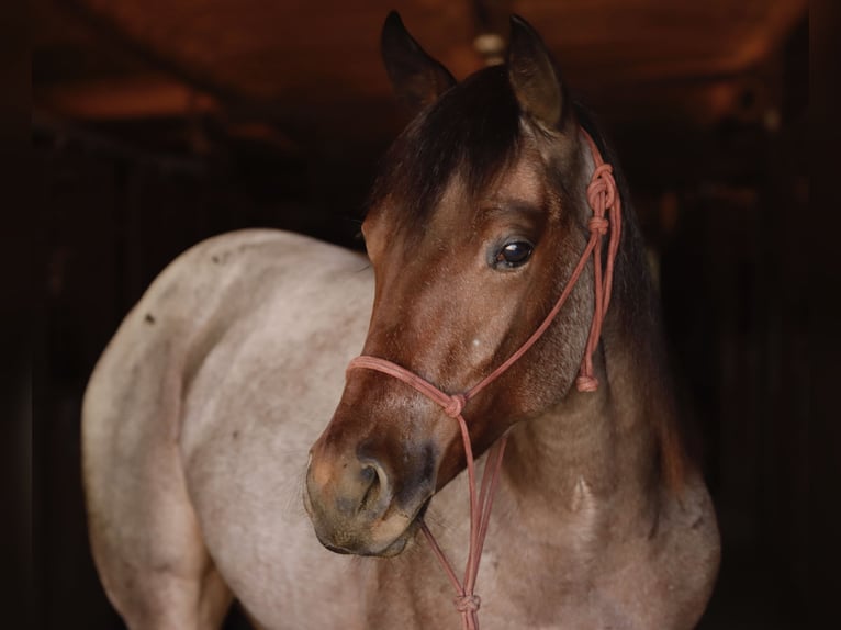 American Quarter Horse Stute Fohlen (06/2025) 150 cm Roan-Bay in Mount Vernon