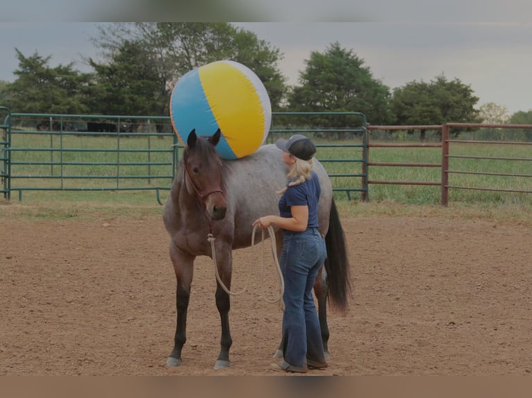 American Quarter Horse Stute Fohlen (06/2025) 150 cm Roan-Bay in Mount Vernon