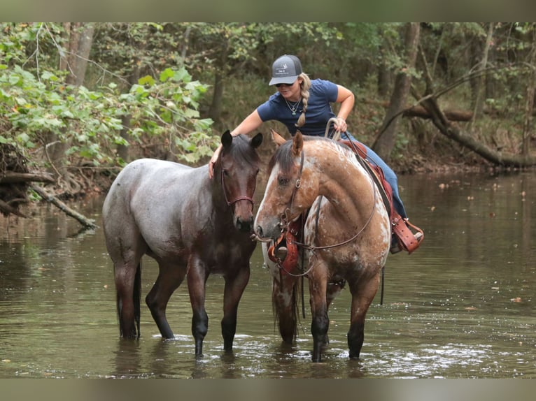 American Quarter Horse Stute Fohlen (06/2025) 150 cm Roan-Bay in Mount Vernon