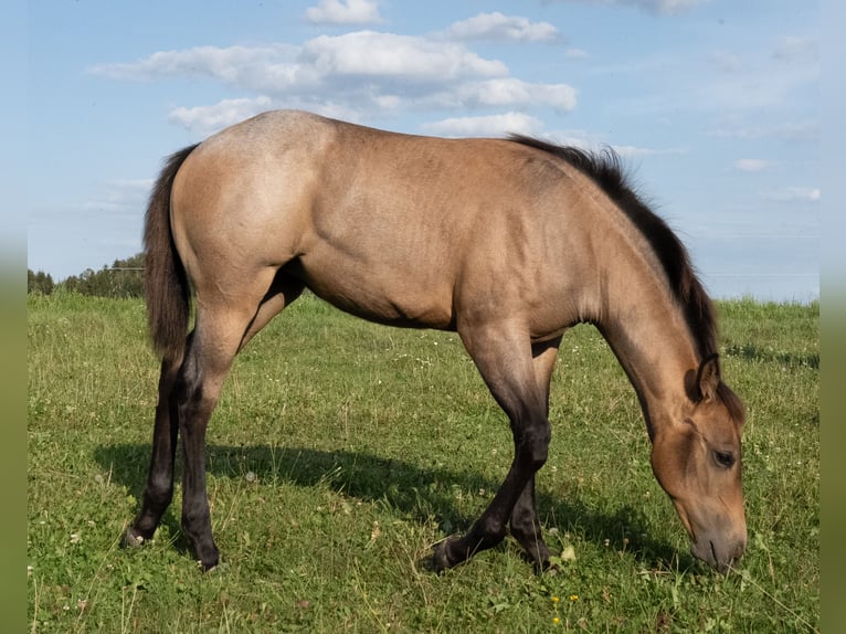 American Quarter Horse Stute Fohlen (03/2026) 150 cm Roan-Bay in Burgkirchen