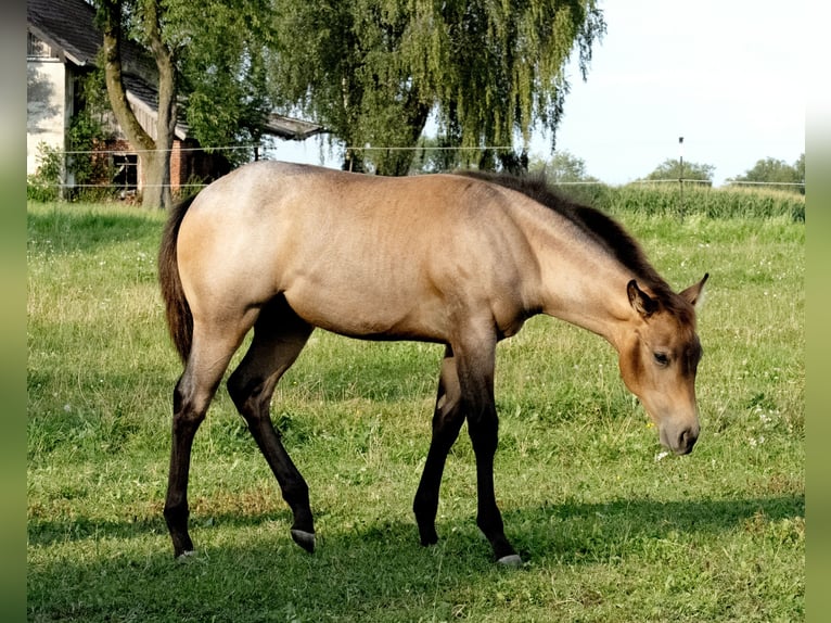 American Quarter Horse Stute Fohlen (03/2026) 150 cm Roan-Bay in Burgkirchen