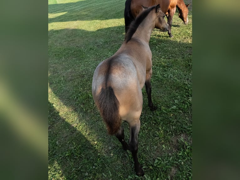 American Quarter Horse Stute Fohlen (03/2026) 150 cm Roan-Bay in Burgkirchen