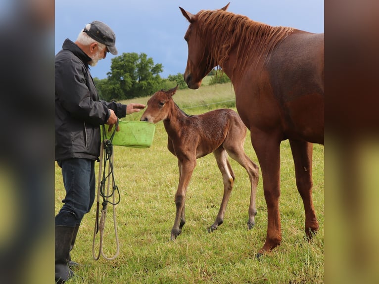 American Quarter Horse Stute  150 cm Roan-Bay in M&#xFC;glitztal