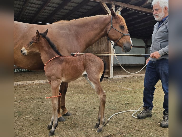 American Quarter Horse Stute  150 cm Roan-Bay in M&#xFC;glitztal