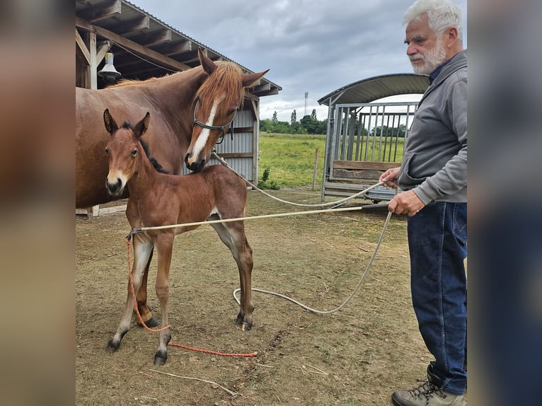 American Quarter Horse Stute  150 cm Roan-Bay in M&#xFC;glitztal