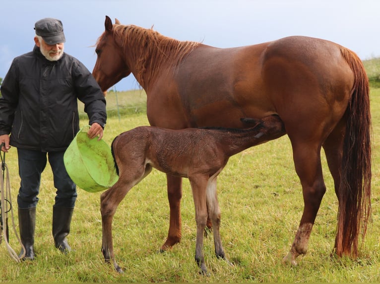 American Quarter Horse Stute  150 cm Roan-Bay in M&#xFC;glitztal