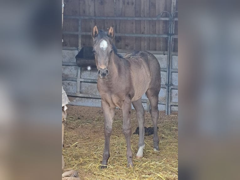 American Quarter Horse Stute  150 cm Roan-Blue in Miltenberg