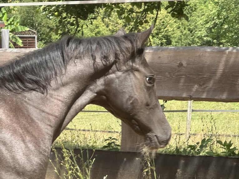 American Quarter Horse Stute  150 cm Roan-Blue in Miltenberg