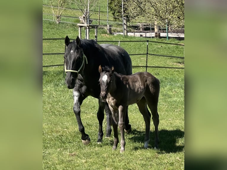 American Quarter Horse Stute  150 cm Roan-Blue in Miltenberg