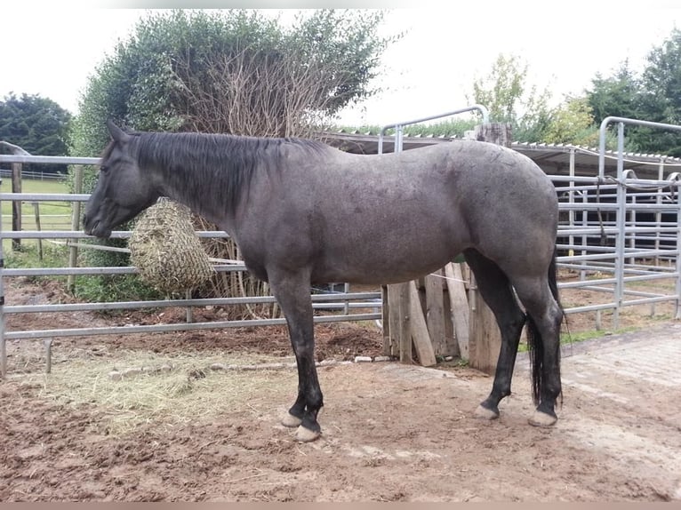 American Quarter Horse Stute  150 cm Roan-Blue in Miltenberg
