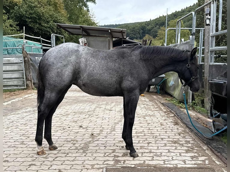 American Quarter Horse Stute Fohlen (03/2025) 150 cm Roan-Blue in Miltenberg