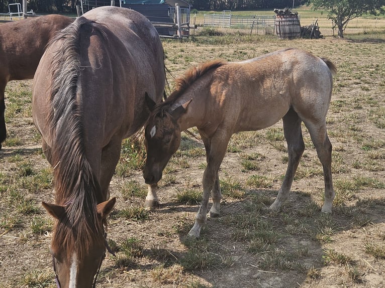 American Quarter Horse Stute Fohlen (01/2026) 150 cm Roan-Red in Groß Siegharts