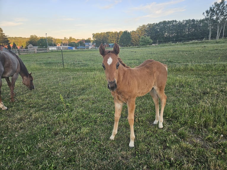 American Quarter Horse Stute Fohlen (01/2026) 150 cm Roan-Red in Groß Siegharts