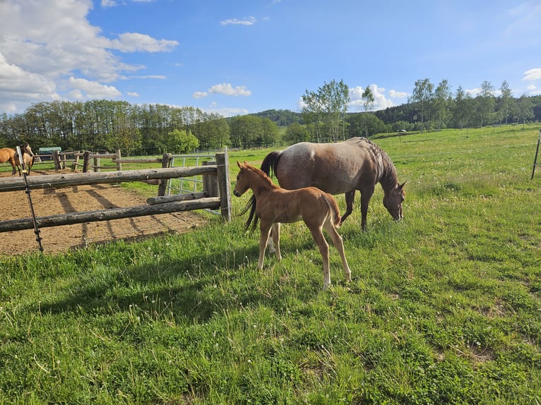 American Quarter Horse Stute Fohlen (01/2026) 150 cm Roan-Red in Groß Siegharts