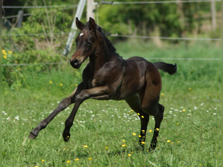 American Quarter Horse Stute Fohlen (04/2025) 150 cm Schwarzbrauner in Linsburg
