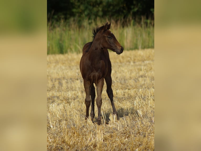 American Quarter Horse Stute Fohlen (04/2025) 150 cm Schwarzbrauner in Linsburg