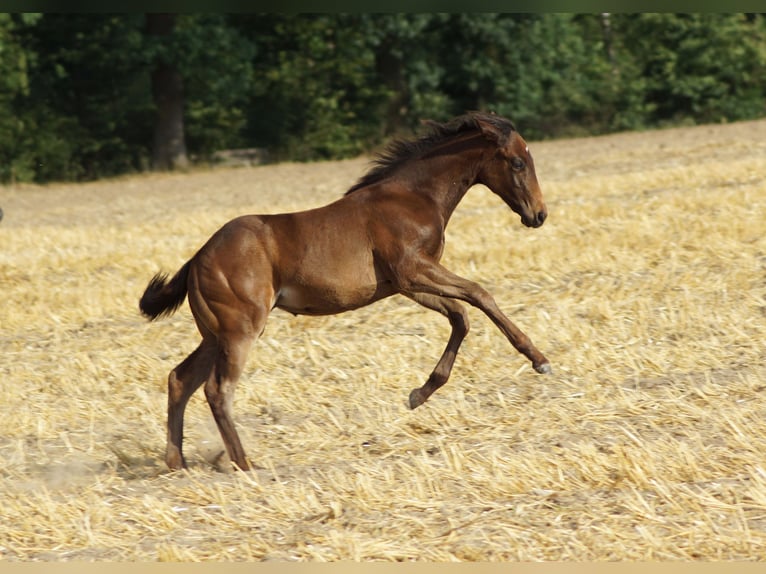 American Quarter Horse Stute Fohlen (04/2025) 150 cm Schwarzbrauner in Linsburg