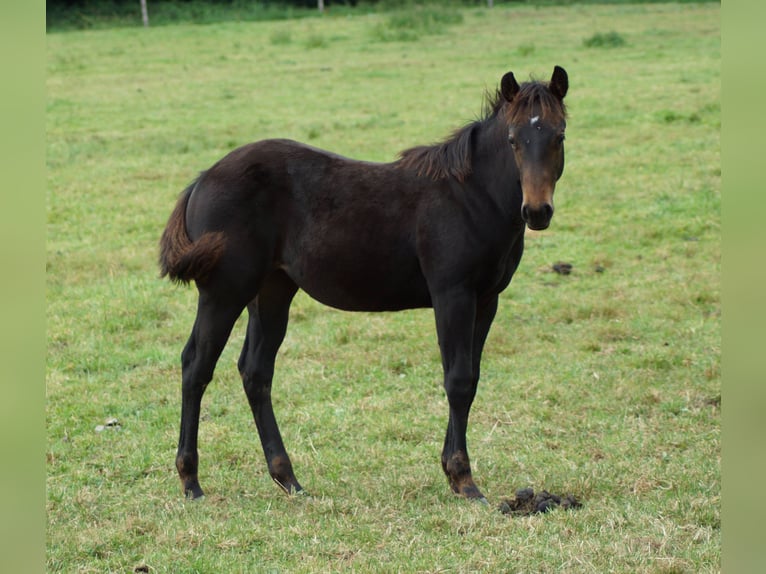 American Quarter Horse Stute Fohlen (04/2025) 150 cm Schwarzbrauner in Linsburg