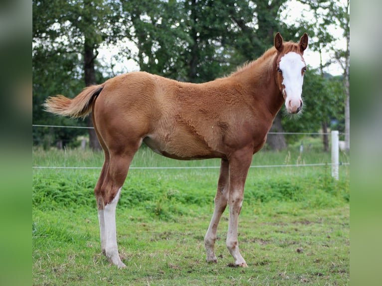 American Quarter Horse Stute Fohlen (03/2025) 151 cm Fuchs in Stade American Quarter Horse Stute Fohlen (03/2025) 151 cm Fuchs in Stade