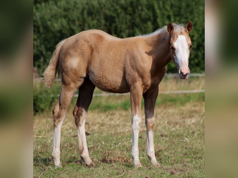 American Quarter Horse Stute  151 cm Palomino in Stade