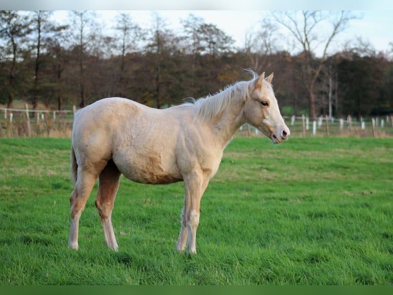 American Quarter Horse Stute Fohlen (04/2025) 151 cm Palomino in Stade