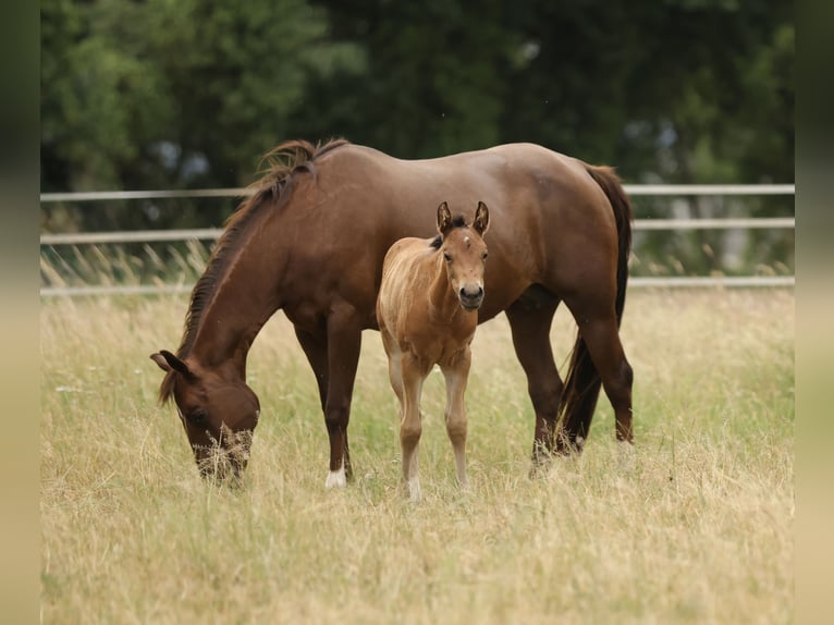 American Quarter Horse Stute Fohlen (04/2026) 152 cm Brauner in Waldshut-Tiengen