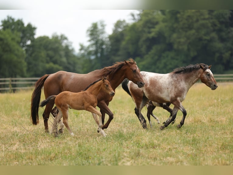 American Quarter Horse Stute Fohlen (04/2026) 152 cm Brauner in Waldshut-Tiengen